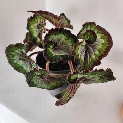レックスベゴニア　ファンタジーの画像