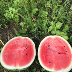 すいか（7月末まで）の画像