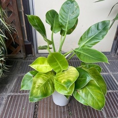 観葉植物　フィロデンドロン　高さ６０センチ
