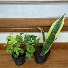 セット売り観葉植物
