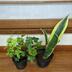 ランキングキーワードに紐づく投稿画像-観葉植物