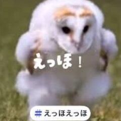 つぶあんズ　そろそろ親離れ　わたわた　メンフクロウ