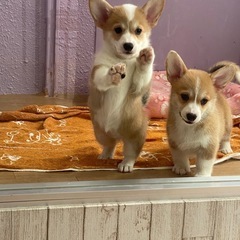 コーギーの赤ちゃん(子犬販売) − 沖縄県