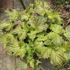 青シソ鉢植え
