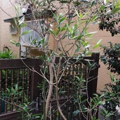 オリーブの木の鉢植え