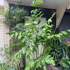 観葉植物　高さ２メートル　特大チャメヤシ