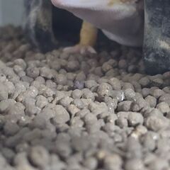 ヒョウモントカゲモドキ