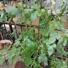 桑の木の鉢植え