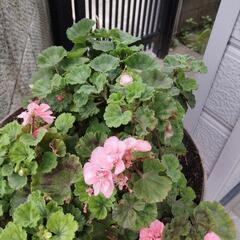 ゼラニウム鉢植え 3鉢