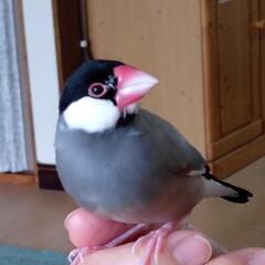 桜文鳥 里親募集