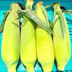 とうもろこし　
4本　