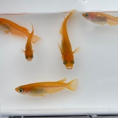 メダカ　楊貴妃1ペアの画像