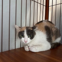 ❤️求む！ねこ上級者　1歳〜2歳❤️