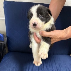 ボーダーコリー子犬