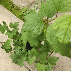 ビバーナムスノーボールの画像
