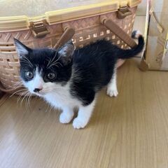   里親募集   - 猫