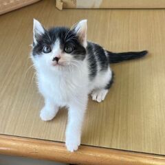   里親募集   − 滋賀県
