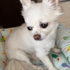 チワワ