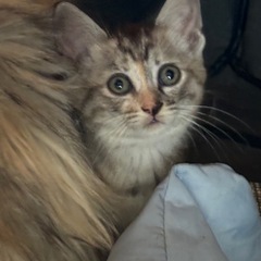 キレイな仔猫ちやん、里親様のお願いです♪♫•*¨*•