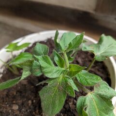 プラ鉢アサガオ　お孫さんに玄関にの画像