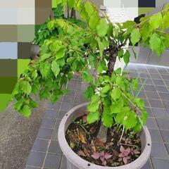 垂梅の画像