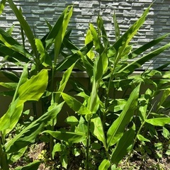 ミョウガ抜き苗