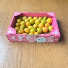 6/12 収穫分　熟した梅