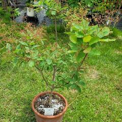 鉢植え