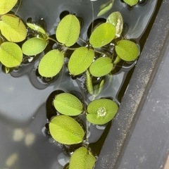 水草の画像