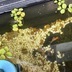 ランキングキーワードに紐づく投稿画像-メダカ
