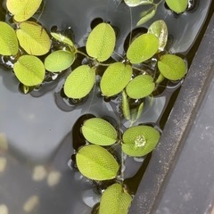 水草の画像