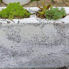 ★グランドカバー　セダム　小