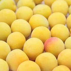 🟡🟡黄色の完熟梅🟡🟡を探してます