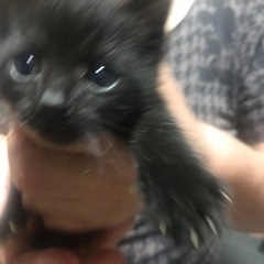 子猫を貰って下さい。