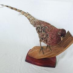 剥製✯高麗 コウライ✯昭和レトロ 貴重 アンティーク レア 山鳥
