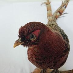 剥製✯高麗 コウライ✯昭和レトロ 貴重 アンティーク レア 山鳥の画像