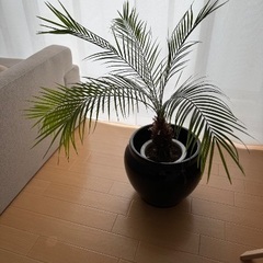 観葉植物
