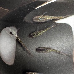 サファイア メダカ 8匹