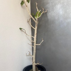 観葉植物