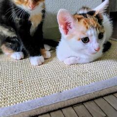 子猫2匹生後２ヶ月の姉妹です