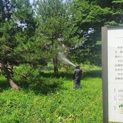草刈り、剪定、伐採致します。 - 剪定/造園
