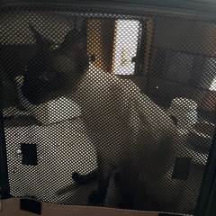 元気いっぱいのシャム猫のオス