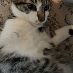 ⭐️甘えん坊チョコちゃん − 千葉県