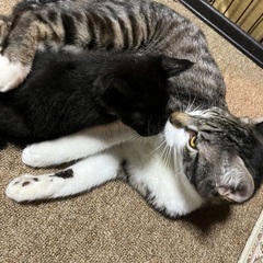 6/22(日)譲渡会⭐️甘えん坊チョコちゃん