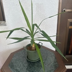 観葉植物