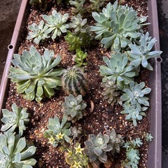 多肉植物、サボテンの画像