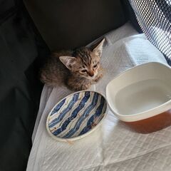 子猫ちゃんメス♀