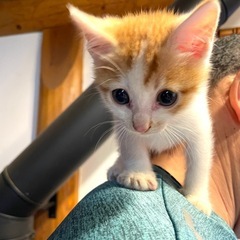 生後1ヶ月の可愛い子猫