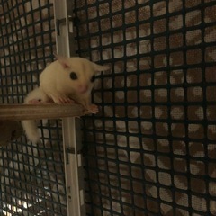 フクロモモンガ　リューシスティック　白変種　メス　1歳6ヶ月