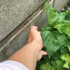 あおじそ取り放題
の画像